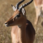 Moremi: Impala (Aepyceros Melampus).0405 Moremi: Impala (Aepyceros Melampus).0405