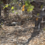 Moremi: Jachtluipaard (Acinonyx Jubatus).0342 Moremi: Jachtluipaard (Acinonyx Jubatus).0342