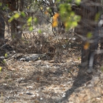 Moremi: Jachtluipaard (Acinonyx Jubatus).0345 Moremi: Jachtluipaard (Acinonyx Jubatus).0345