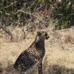 Moremi: Jachtluipaard (Acinonyx Jubatus).0356 Moremi: Jachtluipaard (Acinonyx Jubatus).0356