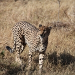 Moremi: Jachtluipaard (Acinonyx Jubatus).0360 Moremi: Jachtluipaard (Acinonyx Jubatus).0360