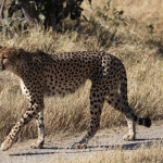Moremi: Jachtluipaard (Acinonyx Jubatus).0364 Moremi: Jachtluipaard (Acinonyx Jubatus).0364
