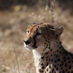 Moremi: Jachtluipaard (Acinonyx Jubatus).0367 Moremi: Jachtluipaard (Acinonyx Jubatus).0367
