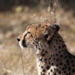 Moremi: Jachtluipaard (Acinonyx Jubatus).0368 Moremi: Jachtluipaard (Acinonyx Jubatus).0368