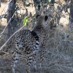 Moremi: Jachtluipaard (Acinonyx Jubatus).0373 Moremi: Jachtluipaard (Acinonyx Jubatus).0373