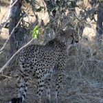 Moremi: Jachtluipaard (Acinonyx Jubatus).0374 Moremi: Jachtluipaard (Acinonyx Jubatus).0374