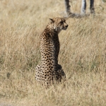 Moremi: Jachtluipaard (Acinonyx Jubatus).0386 Moremi: Jachtluipaard (Acinonyx Jubatus).0386