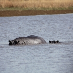 Moremi: Nijlpaard (Hippopotamus Amphibius).0396 Moremi: Nijlpaard (Hippopotamus Amphibius).0396