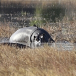 Moremi: Nijlpaard (Hippopotamus Amphibius).0407 Moremi: Nijlpaard (Hippopotamus Amphibius).0407