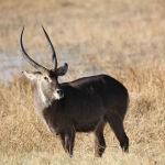 Moremi: Waterbok (Kobus Ellipsiprymnus).0402 Moremi: Waterbok (Kobus Ellipsiprymnus).0402