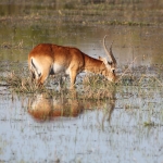 Moremi: Litschiewaterbok (Kobus Leche).0408 Moremi: Litschiewaterbok (Kobus Leche).0408