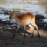 Moremi: Litschiewaterbok (Kobus Leche).0419 Moremi: Litschiewaterbok (Kobus Leche).0419