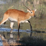 Moremi: Litschiewaterbok (Kobus Leche).0421 Moremi: Litschiewaterbok (Kobus Leche).0421