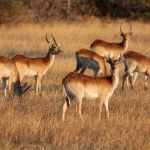 Moremi: Litschiewaterbok (Kobus Leche).0448 Moremi: Litschiewaterbok (Kobus Leche).0448