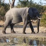 Moremi: Afrikaans Olifant (Loxodonta Africana).0425 Moremi: Afrikaans Olifant (Loxodonta Africana).0425