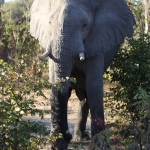 Moremi: Afrikaans Olifant (Loxodonta Africana).0427 Moremi: Afrikaans Olifant (Loxodonta Africana).0427