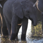 Moremi: Afrikaans Olifant (Loxodonta Africana).0435 Moremi: Afrikaans Olifant (Loxodonta Africana).0435