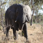 Moremi: Afrikaans Olifant (Loxodonta Africana).0496 Moremi: Afrikaans Olifant (Loxodonta Africana).0496