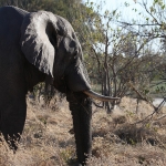Moremi: Afrikaans Olifant (Loxodonta Africana).0497 Moremi: Afrikaans Olifant (Loxodonta Africana).0497