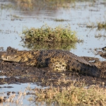 Moremi: Nijlkrokodil (Crocodylus Niloticus).0411 Moremi: Nijlkrokodil (Crocodylus Niloticus).0411