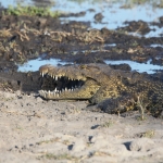 Moremi: Nijlkrokodil (Crocodylus Niloticus).0415 Moremi: Nijlkrokodil (Crocodylus Niloticus).0415