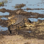 Moremi: Nijlkrokodil (Crocodylus Niloticus).0416 Moremi: Nijlkrokodil (Crocodylus Niloticus).0416