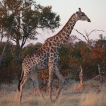 Moremi: Zuidelijke Giraffe (Giraffa Camelopardalis Giraffa).0460 Moremi: Zuidelijke Giraffe (Giraffa Camelopardalis Giraffa).0460