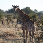 Moremi: Zuidelijke Giraffe (Giraffa Camelopardalis Giraffa).0465 Moremi: Zuidelijke Giraffe (Giraffa Camelopardalis Giraffa).0465