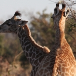Moremi: Zuidelijke Giraffe (Giraffa Camelopardalis Giraffa).0472 Moremi: Zuidelijke Giraffe (Giraffa Camelopardalis Giraffa).0472