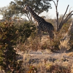 Moremi: Zuidelijke Giraffe (Giraffa Camelopardalis Giraffa).0477 Moremi: Zuidelijke Giraffe (Giraffa Camelopardalis Giraffa).0477