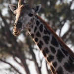 Moremi: Zuidelijke Giraffe (Giraffa Camelopardalis Giraffa).0481 Moremi: Zuidelijke Giraffe (Giraffa Camelopardalis Giraffa).0481