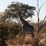 Moremi: Zuidelijke Giraffe (Giraffa Camelopardalis Giraffa).0484 Moremi: Zuidelijke Giraffe (Giraffa Camelopardalis Giraffa).0484