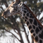 Moremi: Zuidelijke Giraffe (Giraffa Camelopardalis Giraffa).0486 Moremi: Zuidelijke Giraffe (Giraffa Camelopardalis Giraffa).0486