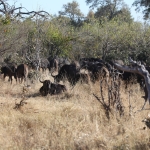 Moremi: Kafferbuffel (Syncerus Caffer).0500 Moremi: Kafferbuffel (Syncerus Caffer).0500