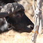 Moremi: Kafferbuffel (Syncerus Caffer).0513 Moremi: Kafferbuffel (Syncerus Caffer).0513