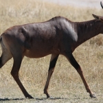 Moremi: Lierantilope (Damaliscus Lunatus).0636 Moremi: Lierantilope (Damaliscus Lunatus).0636