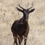 Moremi: Lierantilope (Damaliscus Lunatus).0651 Moremi: Lierantilope (Damaliscus Lunatus).0651