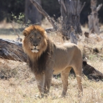 Moremi: Leeuw ( Panthera Leo).0563 Moremi: Leeuw ( Panthera Leo).0563