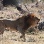 Moremi: Leeuw ( Panthera Leo).0564 Moremi: Leeuw ( Panthera Leo).0564