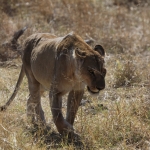 Moremi: Leeuw ( Panthera Leo).0567 Moremi: Leeuw ( Panthera Leo).0567