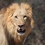 Moremi: Leeuw ( Panthera Leo).0581 Moremi: Leeuw ( Panthera Leo).0581