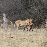 Moremi: Leeuw ( Panthera Leo).0596 Moremi: Leeuw ( Panthera Leo).0596