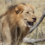 Moremi: Leeuw ( Panthera Leo).0606 Moremi: Leeuw ( Panthera Leo).0606