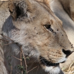 Moremi: Leeuw ( Panthera Leo).0607 Moremi: Leeuw ( Panthera Leo).0607