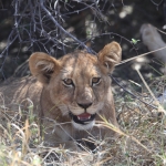 Moremi: Leeuw ( Panthera Leo).0617 Moremi: Leeuw ( Panthera Leo).0617