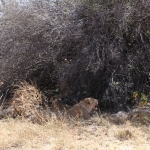 Moremi: Leeuw ( Panthera Leo).0624 Moremi: Leeuw ( Panthera Leo).0624