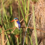 Inner Delta: Malachietijsvogel (Alcedo Cristata).0085 Inner Delta: Malachietijsvogel (Alcedo Cristata).0085