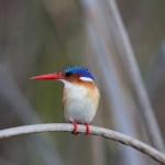 Inner Delta: Malachietijsvogel (Alcedo Cristata).0100 Inner Delta: Malachietijsvogel (Alcedo Cristata).0100