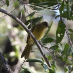 Inner Delta: Geelborst Buulbuul (Chlorocichla Flaviventris).0127 Inner Delta: Geelborst Buulbuul (Chlorocichla Flaviventris).0127