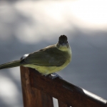 Inner Delta: Geelborst Buulbuul (Chlorocichla flaviventris).0129 Inner Delta: Geelborst Buulbuul (Chlorocichla flaviventris).0129